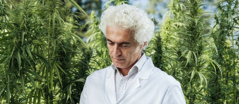 How Much THC is in CBD Oil?