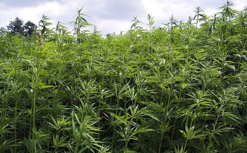 How To Identify a Hemp Plant