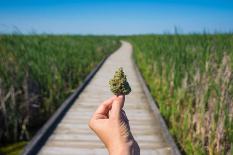 Is Hemp Flower Legal to Buy in the UK?