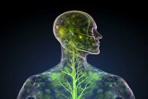 Presence of CBD in your system