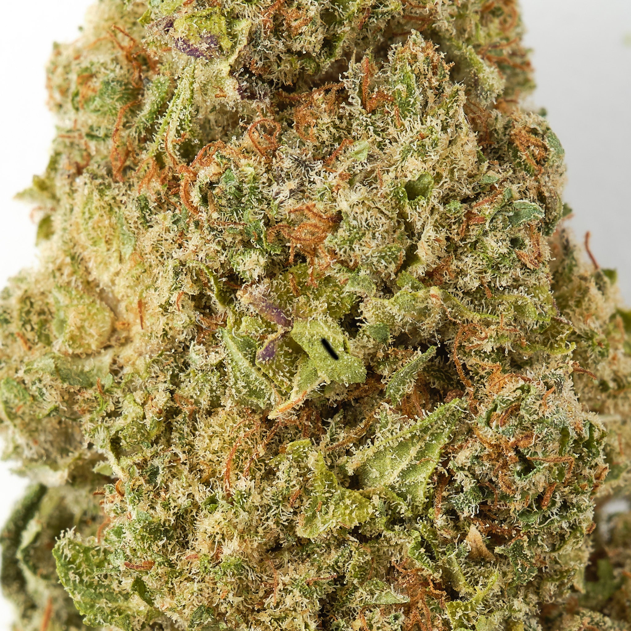 CF Haze | CBD Flower | Premium Indoor | HempHash | 18% CBD