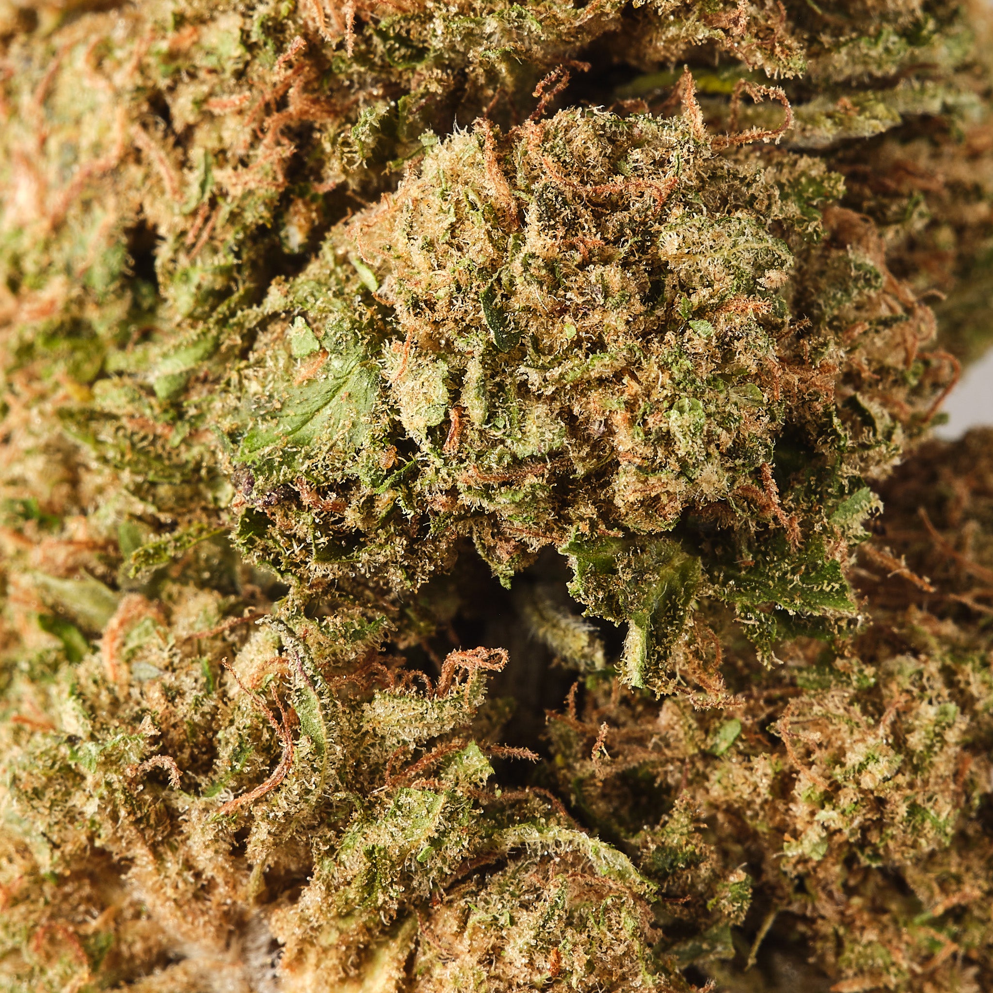 Critical Berries CBD Flower Hemp Tea: 15% CBD, US-origin, sweet berry and spice aromas, greenhouse-grown.