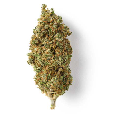 Mango CBD flower glasshouse