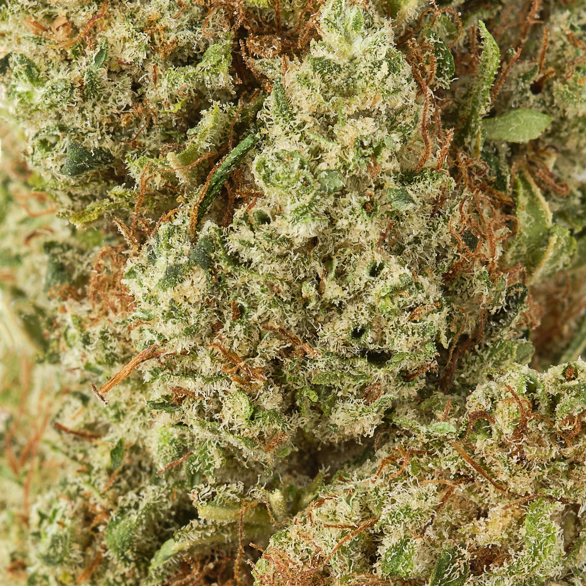 Orangello | CBD Flower | Indoor | HempHash | 17% CBD