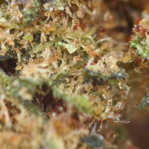 Lemon Amnesia CBD Tea, 17% CBD, <0.2% THC, citrus-woody aroma, organic, sativa, non-psychoactive, daytime use.