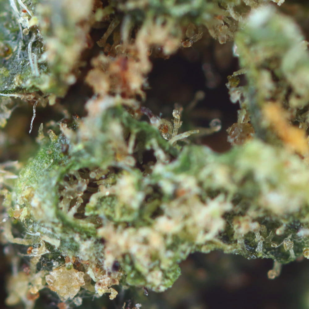 Royal Cheese CBD flower tea, 10% CBD, with sweet citrus and woody aroma, sourced from EU-grown industrial hemp, <0.2% THC.