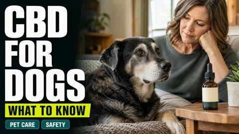An older dog rests beside its owner in a bright home, with an unopened amber hemp oil bottle on a nearby wooden table.