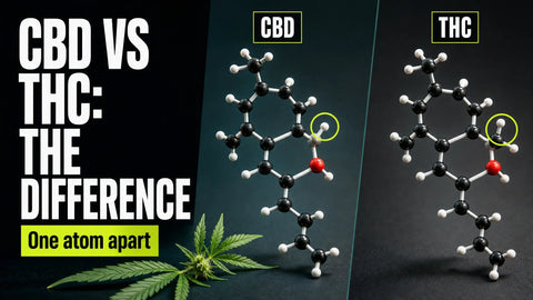Two nearly identical cannabinoid molecular models sit side by side, with one highlighted atom distinguishing the CBD and THC structures.