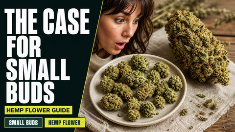 Compact hemp flower buds sit in a ceramic dish beside a larger bud, revealing their texture and size difference.