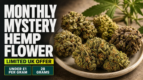 A selection of varied hemp flower buds is arranged in a refined tray, with one detailed bloom in sharp focus and others softly layered behind.