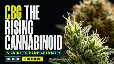 A detailed macro photograph of a young hemp flower with sparkling trichomes, while a mature flower fades into the dark background.