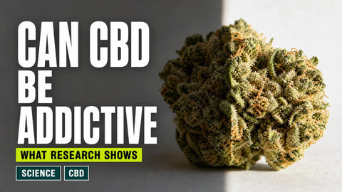 A sharply detailed hemp flower sits in a quiet research studio, divided by cool light and shadow beneath a printed question about CBD and addiction.