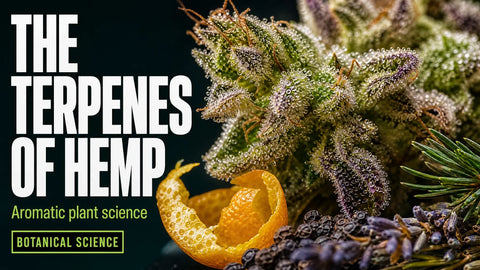 A macro photograph shows sparkling trichomes on a hemp flower surrounded by softly blurred citrus peel, pine, peppercorns, and lavender.