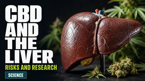 A detailed anatomical liver model is photographed beside softly blurred hemp botanicals in a restrained scientific setting.