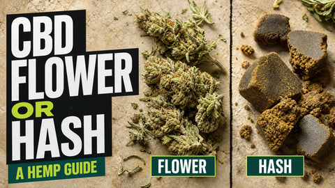 CBD hemp flower and a compact piece of hemp hash are arranged side by side in a textured editorial still life.