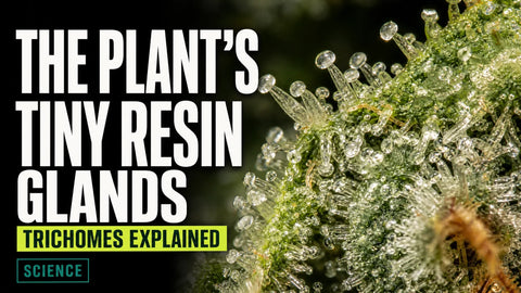 A macro photograph shows translucent resin glands covering the textured surface of a hemp flower.