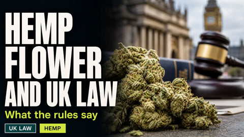 Dried hemp flower rests in the foreground of a softly blurred British civic setting.