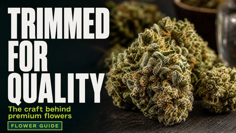 How cbd flower is trimmed and cured for maximum potency
