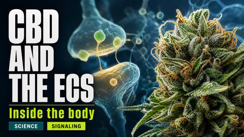 A detailed hemp flower stands before translucent organic forms that evoke the body's endocannabinoid signaling network.