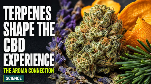 A macro photograph of a trichome-covered hemp flower framed by citrus peel, lavender and pine needles.