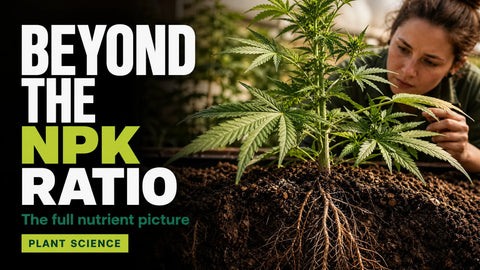 A healthy hemp plant rises from textured soil in a softly lit greenhouse, with detailed leaves and stems filling the foreground.