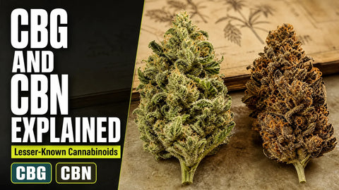 A fresh green hemp flower and an aged amber flower are presented side by side in a botanical editorial still life.