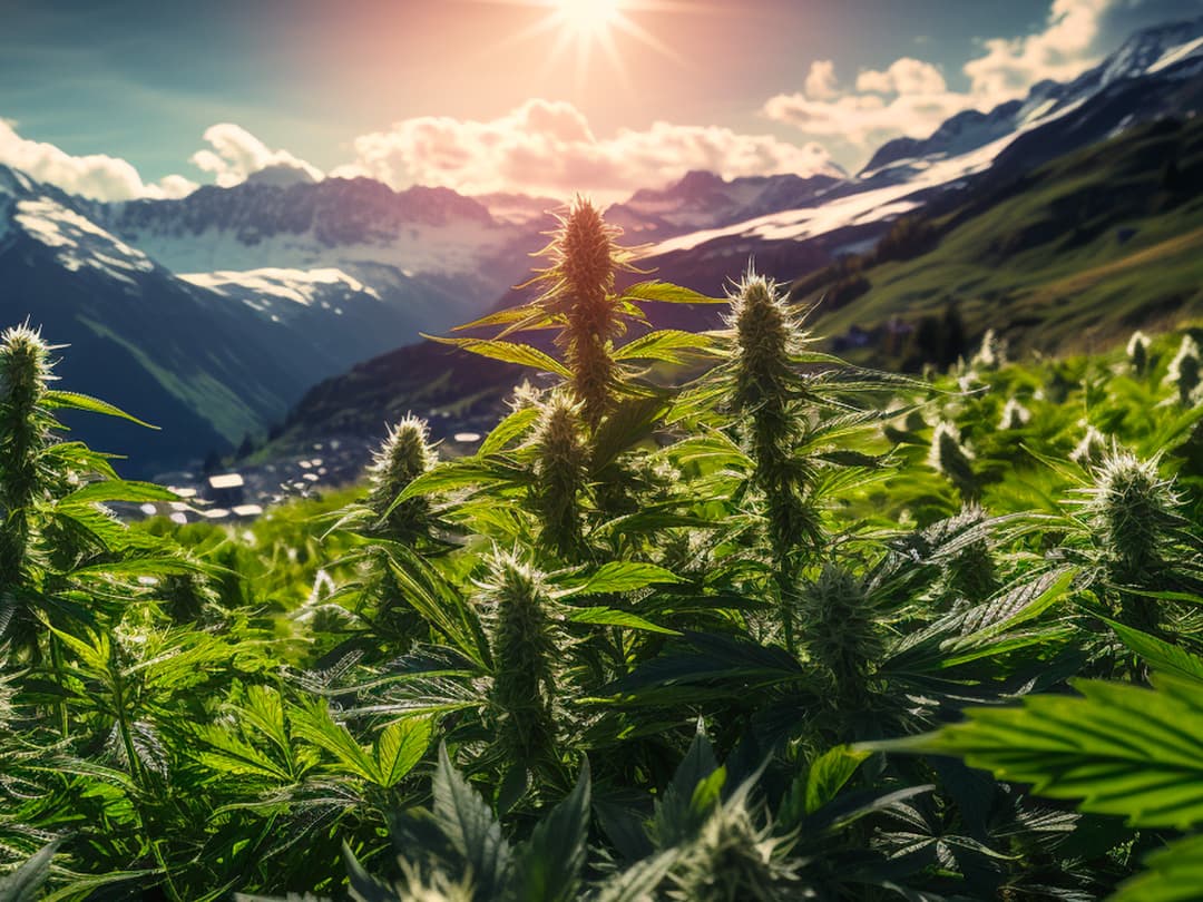 Switzerland Explores Legalizing Cannabis Sales A Closer Look HempHash   Switzerland Explores Legalizing Cannabis Sales A Closer Look Be88da6b 0c36 47ab Bd1b 6901d4bc79a1 