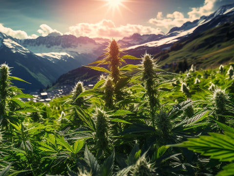 Switzerland Explores Legalizing Cannabis Sales: A Closer Look