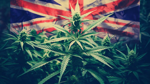 is weed legal in uk ?