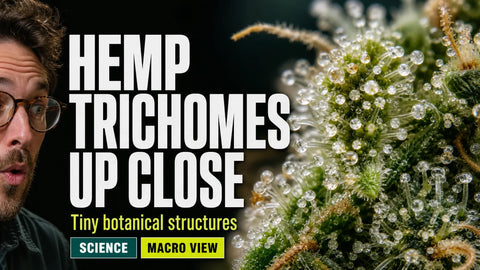 A macro photograph shows translucent mushroom-shaped trichomes standing on the textured surface of a hemp flower.