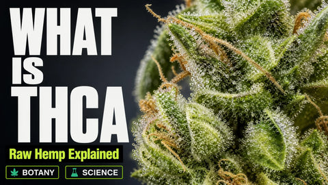 Macro photograph of a fresh hemp flower with glistening trichomes and fine botanical details against a dark neutral background.