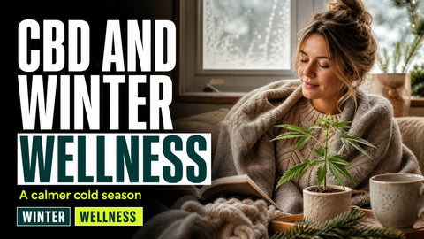 A hemp plant sits beside a blanket and ceramic mug in a softly lit winter room while a person rests near a frosted window.