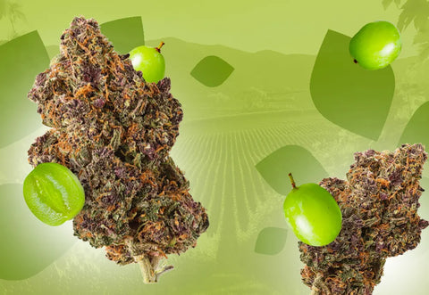Meet Chardonnay Your Berry Sweet CBD Crush