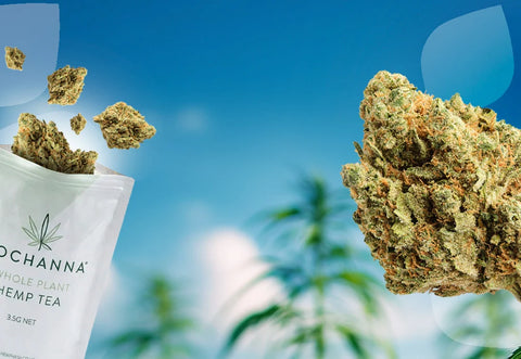 It’s Back: M8 Amnesia Hemp Tea