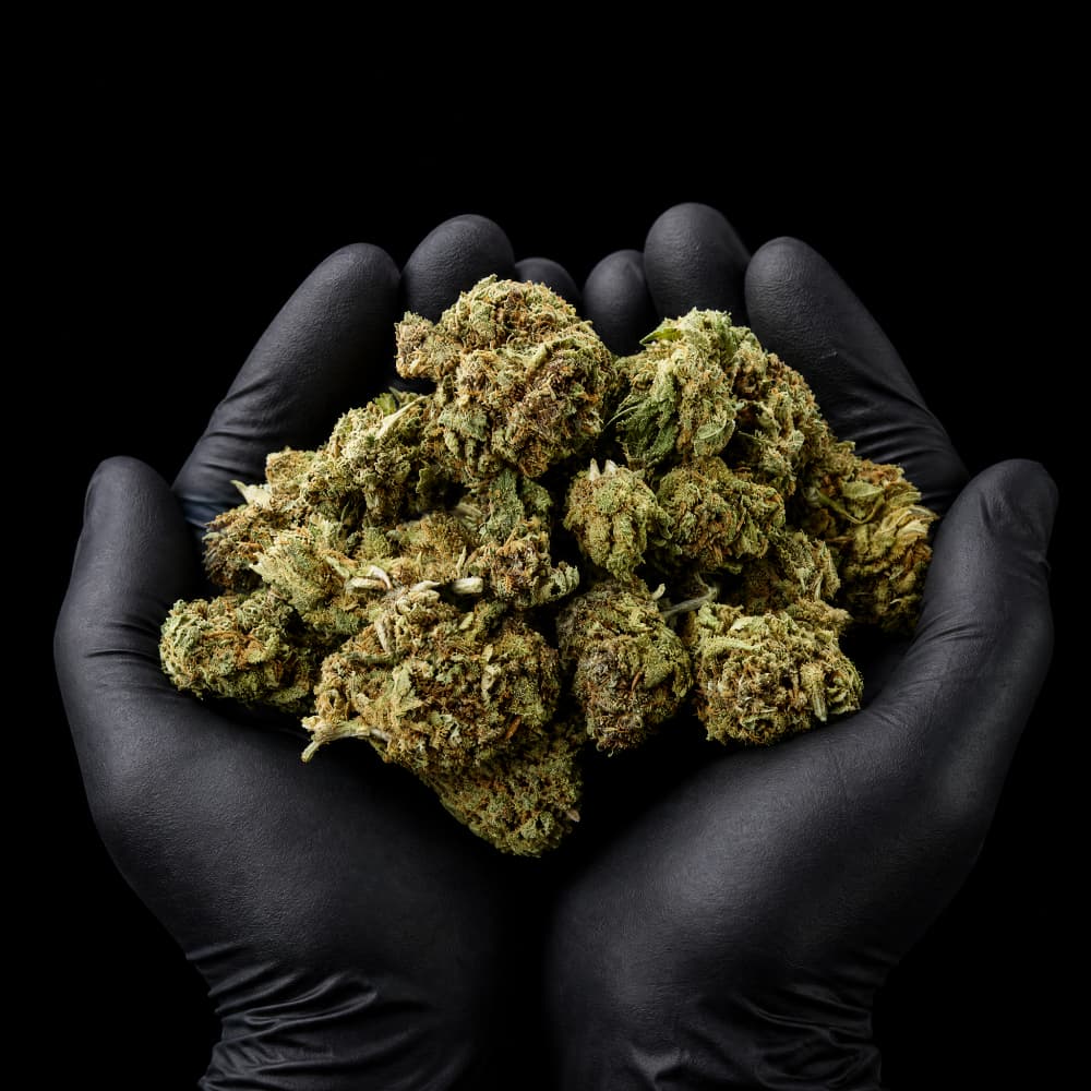 Blue Dream | CBD Flowers | Easy Weed | Pops | 14% CBD