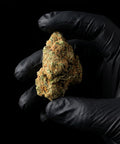 Blueberry | CBD Flower | Indoor | HempHash | 16% CBD