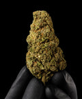 CF Haze | CBD Flower | Premium Indoor | HempHash | 18% CBD