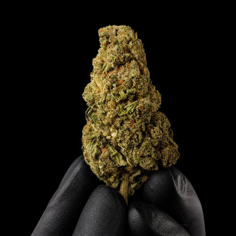 CF Haze | CBD Flower | Premium Indoor | HempHash | 18% CBD