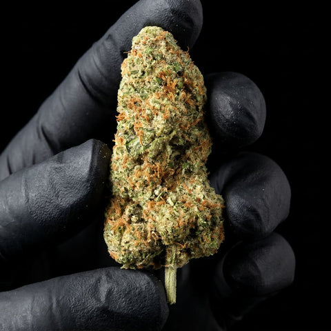 Cheese | CBD Flower | Indoor | HempHash | 18% CBD