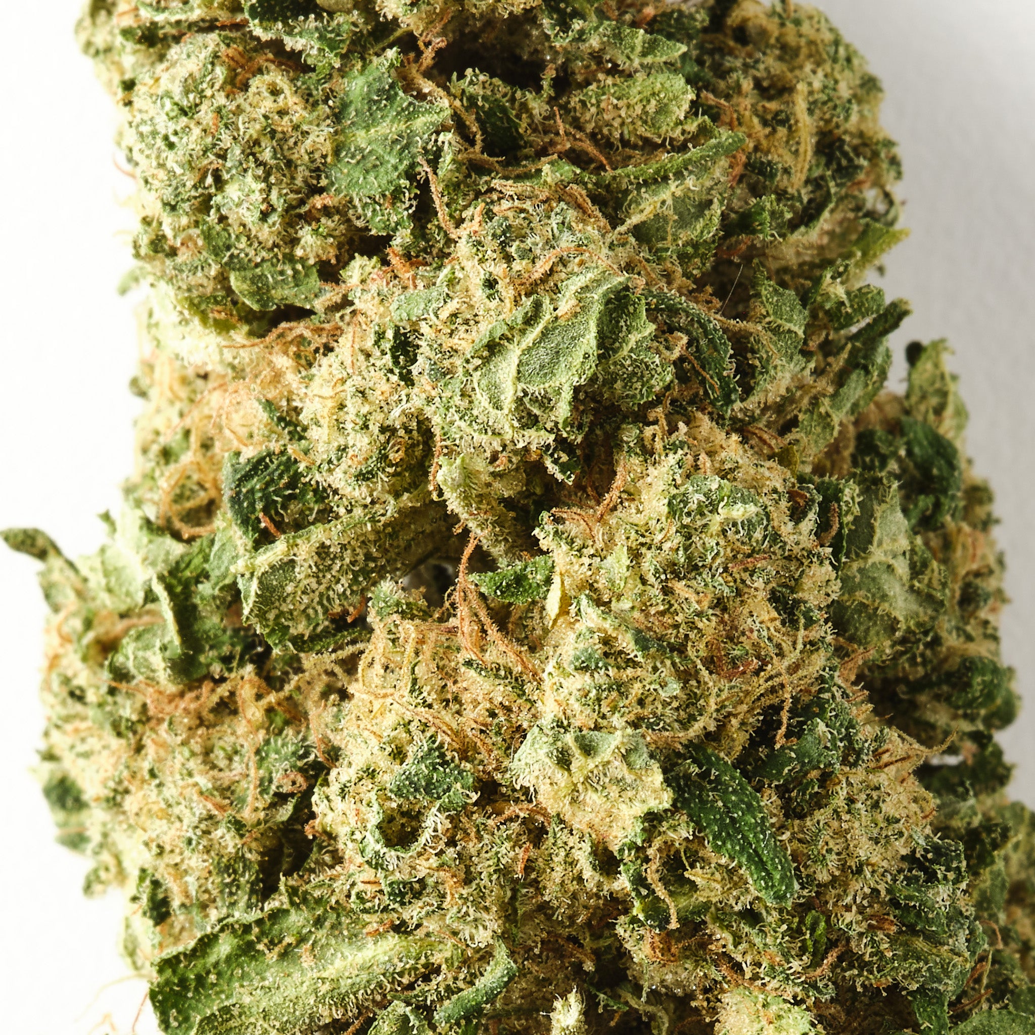 Chocolope | CBD Flower | Glasshouse + Light Support | 16% CBD - HempHash