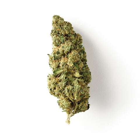 Chocolope | CBD Flower | Glasshouse + Light Support | 16% CBD - HempHash