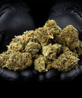 Critical Cheese | CBD Flowers | Easy Weed | Pops | 14% CBD