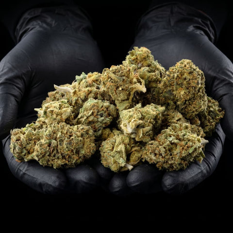 Critical Cheese | CBD Flowers | Easy Weed | Pops | 14% CBD