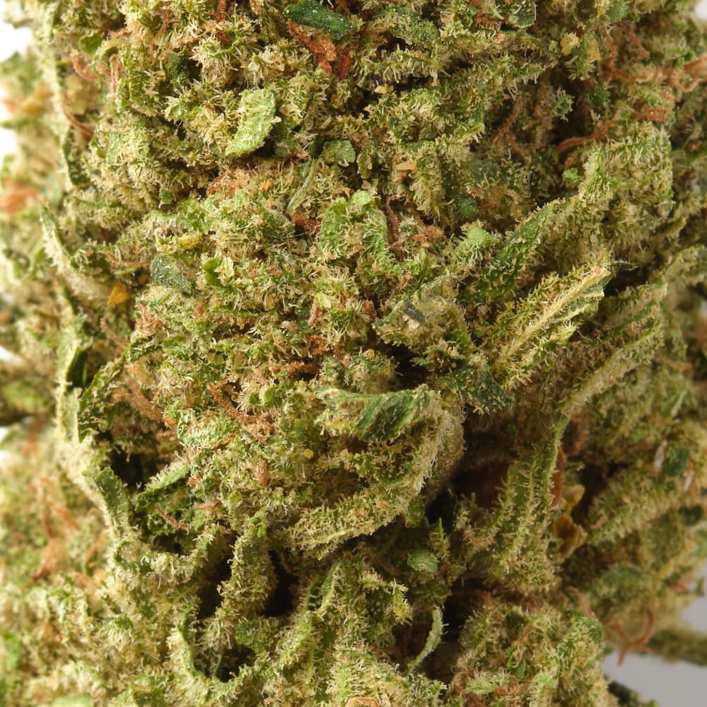 Fruit Cake | CBD Flower | Glasshouse + Light Support | HempHash | 15% CBD