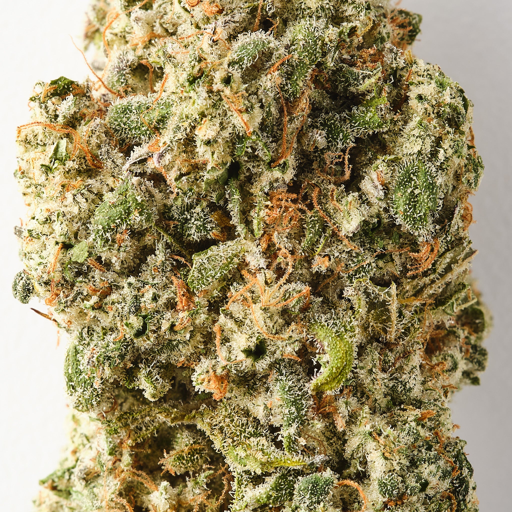 GOATzilla | CBD Flower | Exquisite Indoor | 18.9% CBD - HempHash