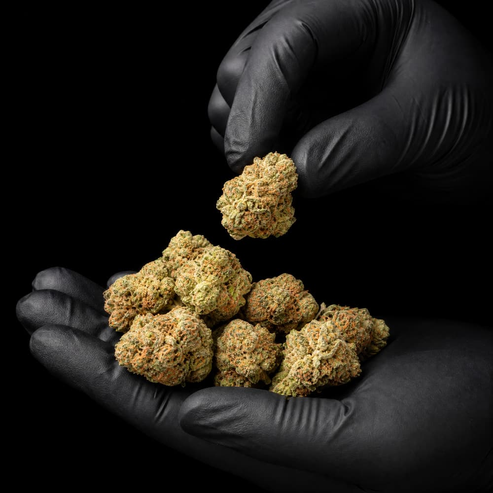 Green Crack | CBD Flowers | Easy Weed | Pops | 14% CBD