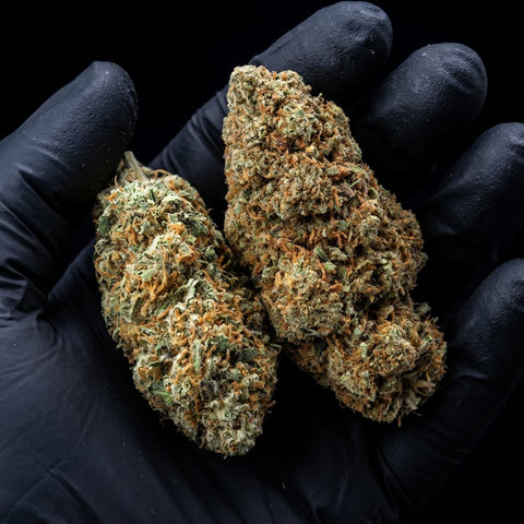 Harlequin 2.0 | CBD Flowers | Easy Weed | Buds | 16% CBD