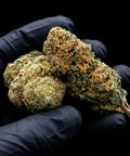 Lemon Amnesia | CBD Flowers | Easy Weed | Buds | 18% CBD