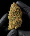 Lemon Octane | CBD Flower | USA Greenhouse | HempHash | 16% CBD