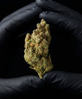 Maui | CBD Flower | Indoor | HempHash | 18% CBD